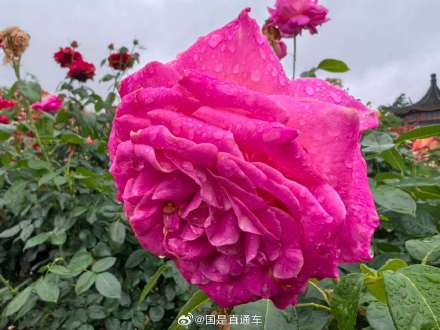 一朵花撐起40億，南陽(yáng)月季憑啥火遍大江南北
