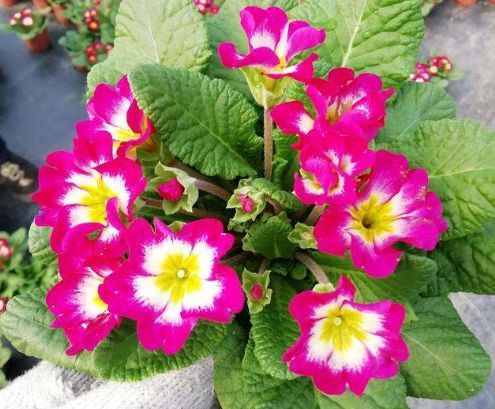 四種花期長(zhǎng)又好養(yǎng)的花卉，讓你輕松擁有花開(kāi)不斷的花園