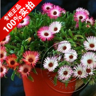 垂吊彩虹花 讓花園在空中綻放的萬(wàn)古花卉種子種植指南