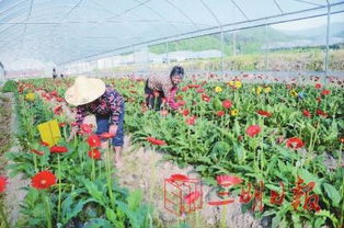 永安 種植花卉促村財(cái)增收的綠色發(fā)展之路